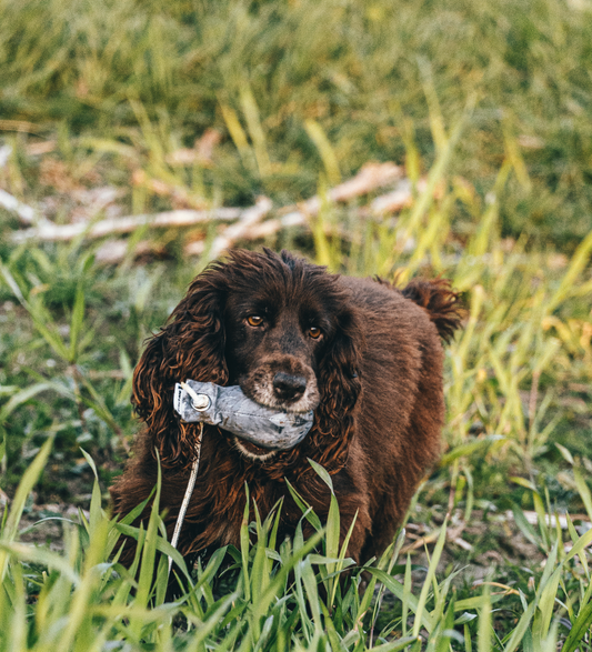 Dog & Field - The Original Clone®️ - Dummyboll Duva