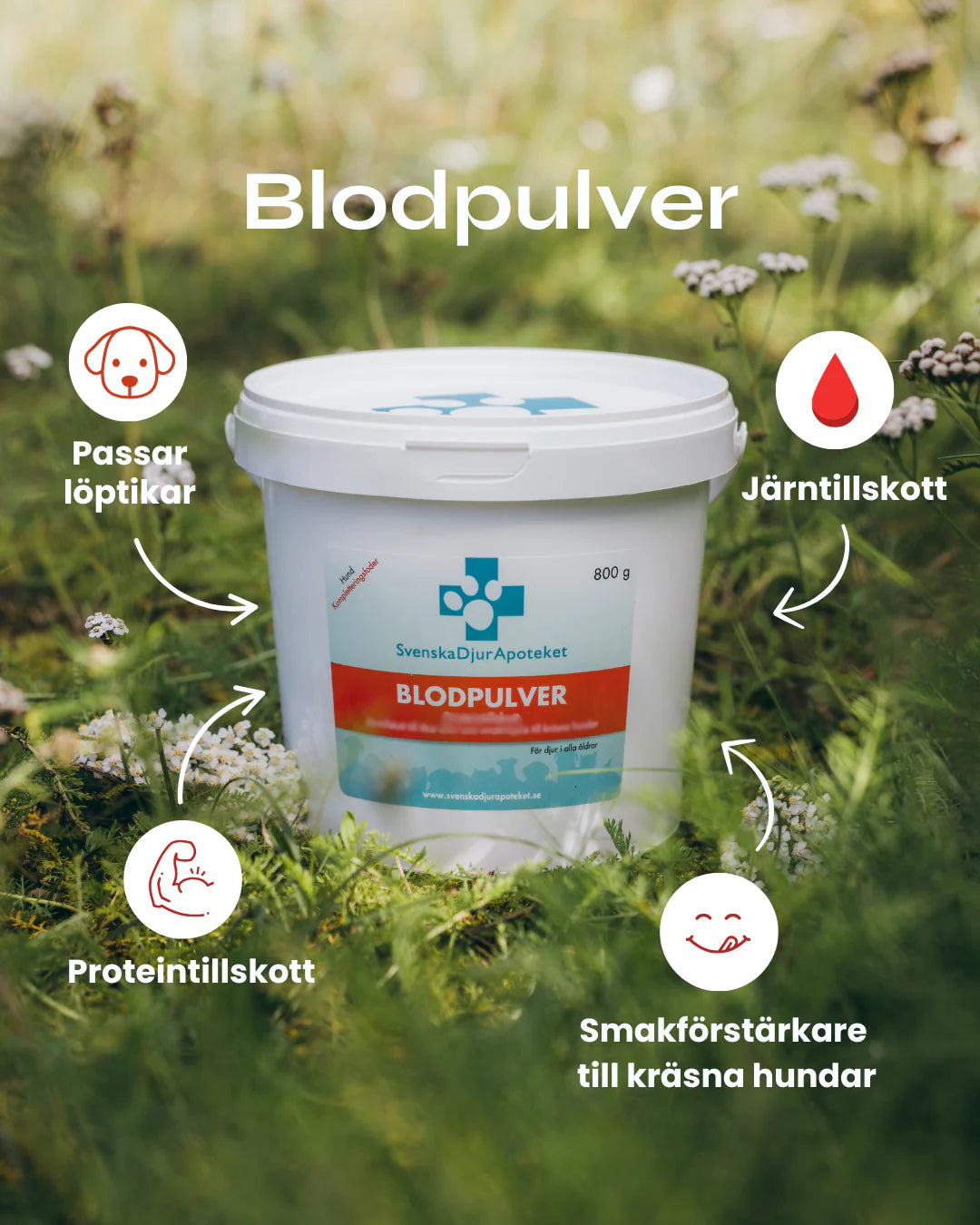 Blodpulver