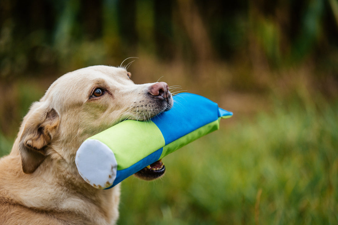 Vilka färger ser hunden?