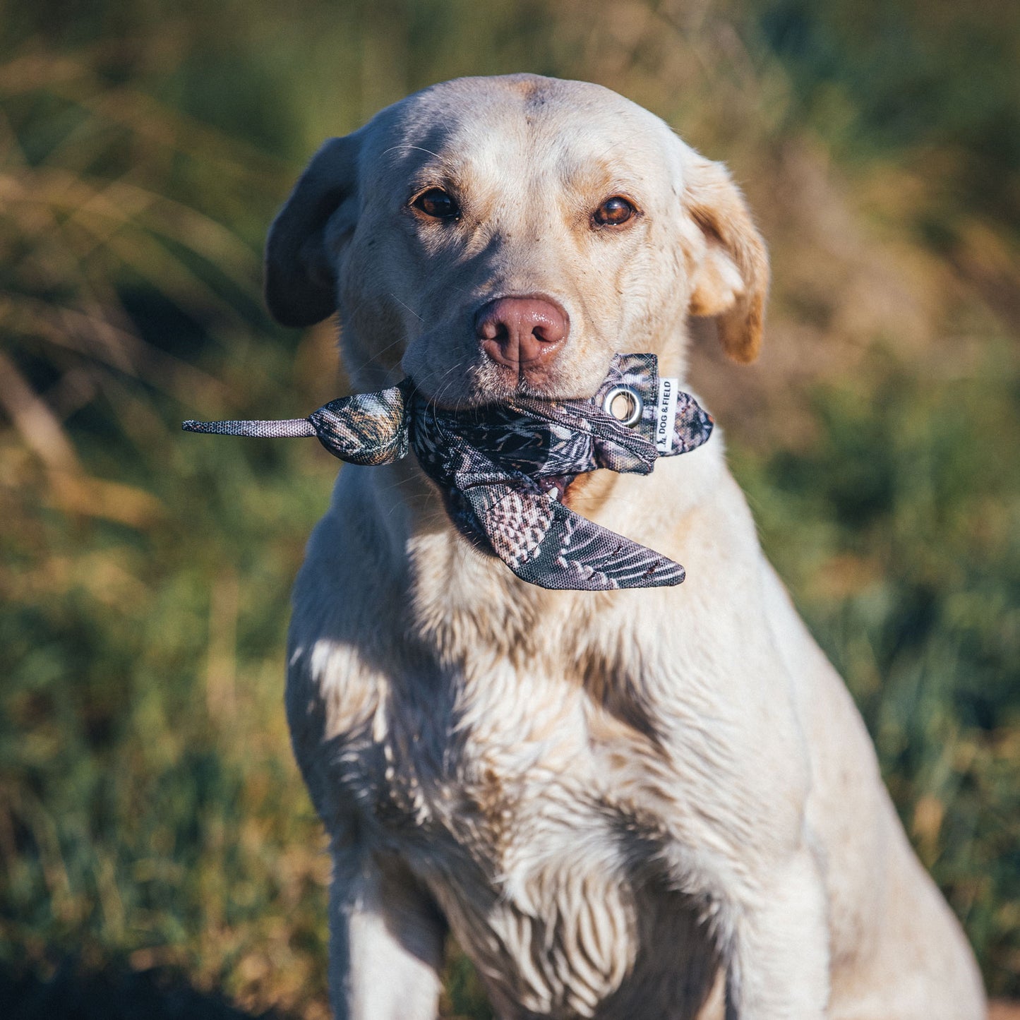 Dog & Field - The Original Clone®️ - Mini-Snipe