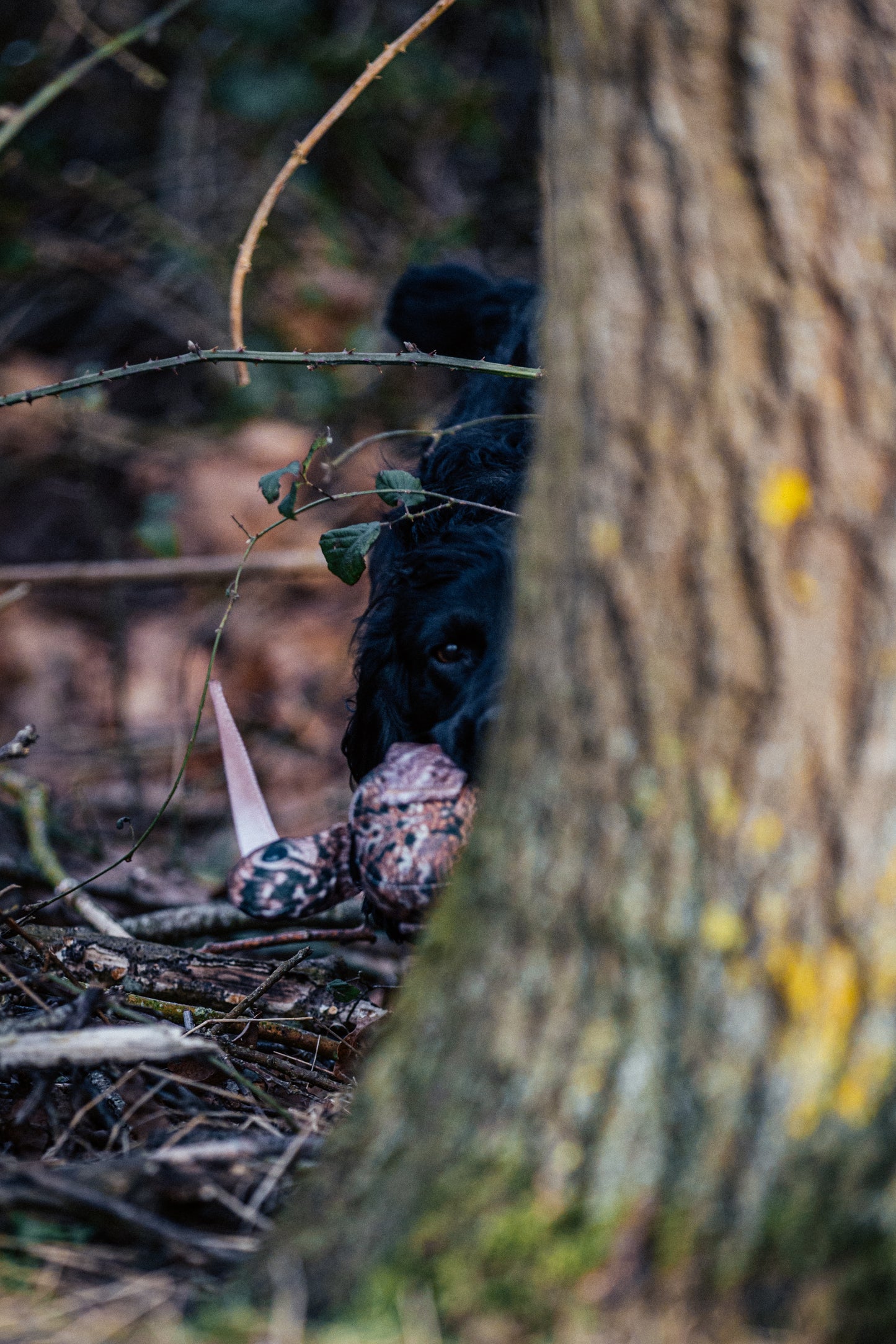 Dog & Field - The Original Clone - Morkulla