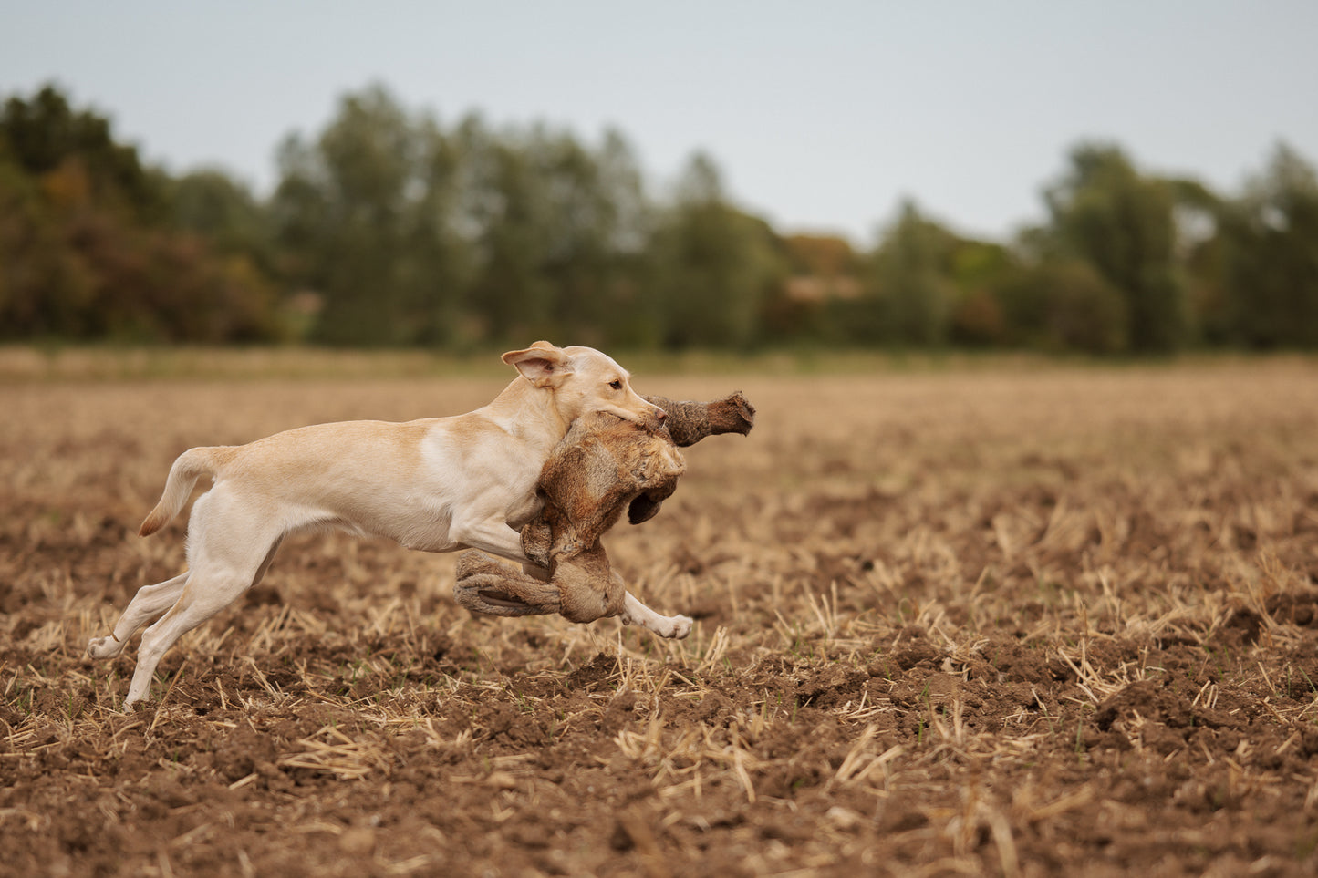 The Real Feel Hare, 2,25 kg