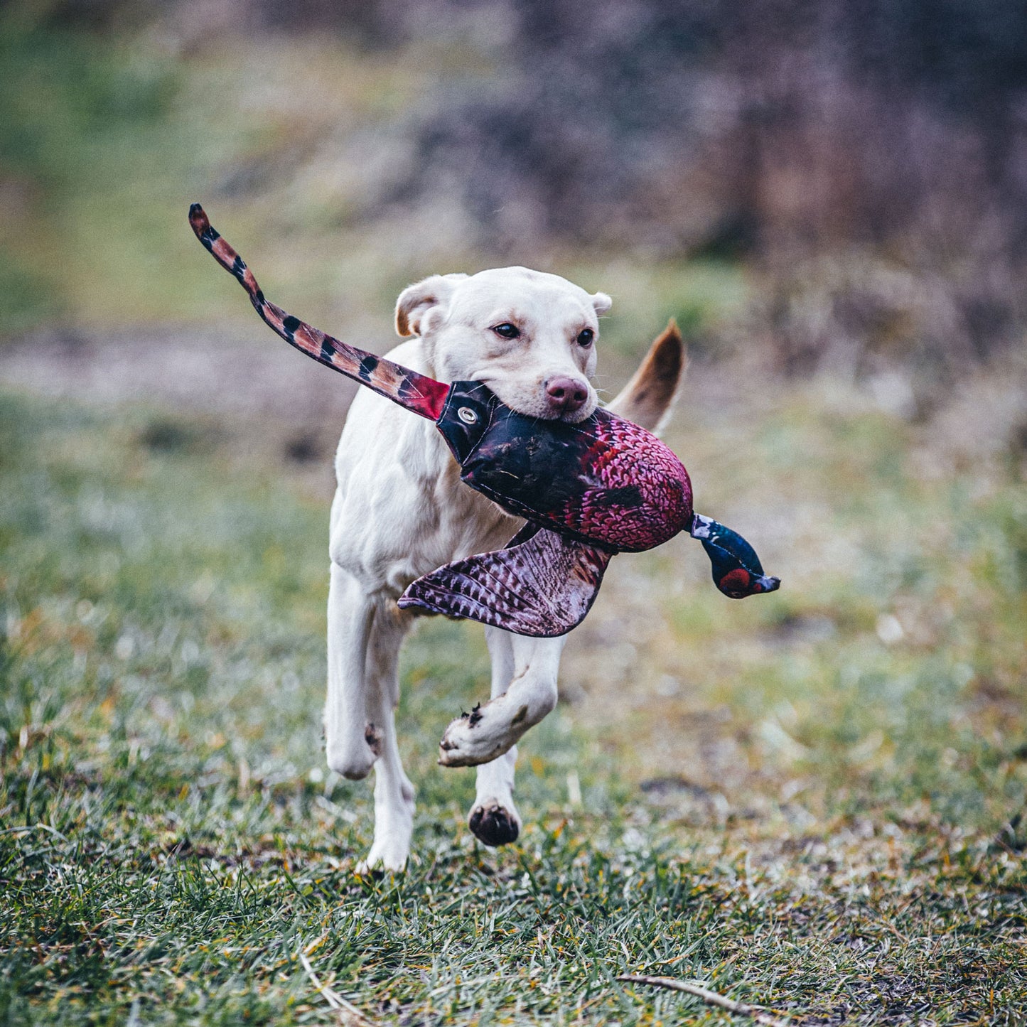 Dog & Field - The Original Clone®️ - Fasantupp 2.0